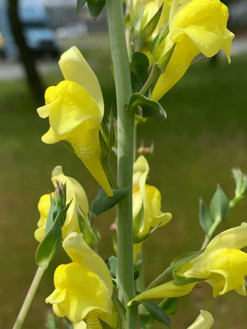 Bright yellow Dalmatian toadflax flowers.