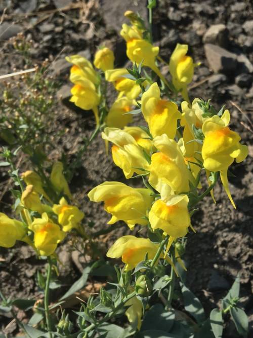 Dalmatian toadflax flowers with orange spot.