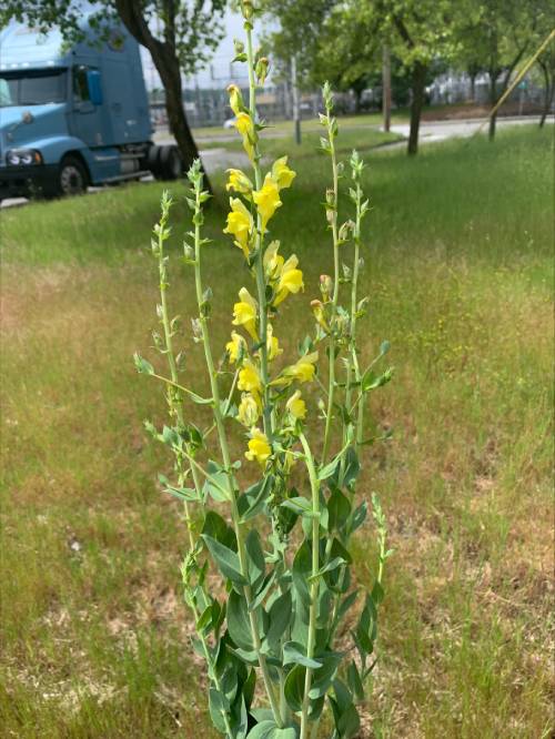 Single flowering Dalmatian toadflax plant.