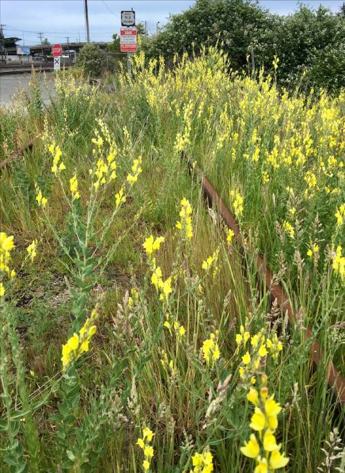 Dalmatian toadflax infestation in unused railroad tracks.
