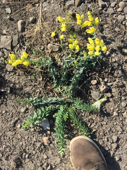 Fall low growth and late flowering Dalmatian toadflax.