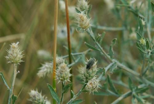 brown small/coin-sized bug on spiky white flower head, other plants in distance