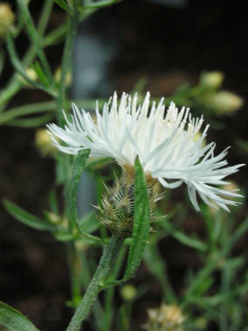 base of flower is green and teardrop shaped with subtle spikes, top is firework-like white poofy petals