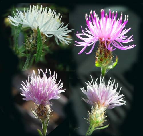 four flowerheads photoshopped into four quadrants, same style flower different colors: white, magenta, pink, and light pink