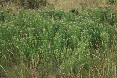 zoomed out view of dense patch of green waist height plants with a lot of white flower heads