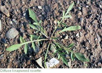 8 deeply lobed thin leaves arranged in a circle from a center point, flush to ground