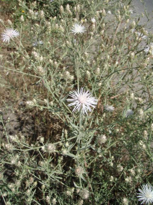 multiple tangled light green leaves along several stems, most stems ending with white firework-like flower heads or green flower bases with obvious spines