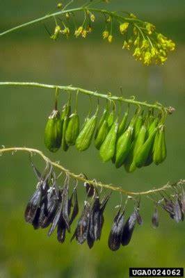 Dyer’s woad’s fruit make it unique from other mustard species. Photo by Steve Dewey.