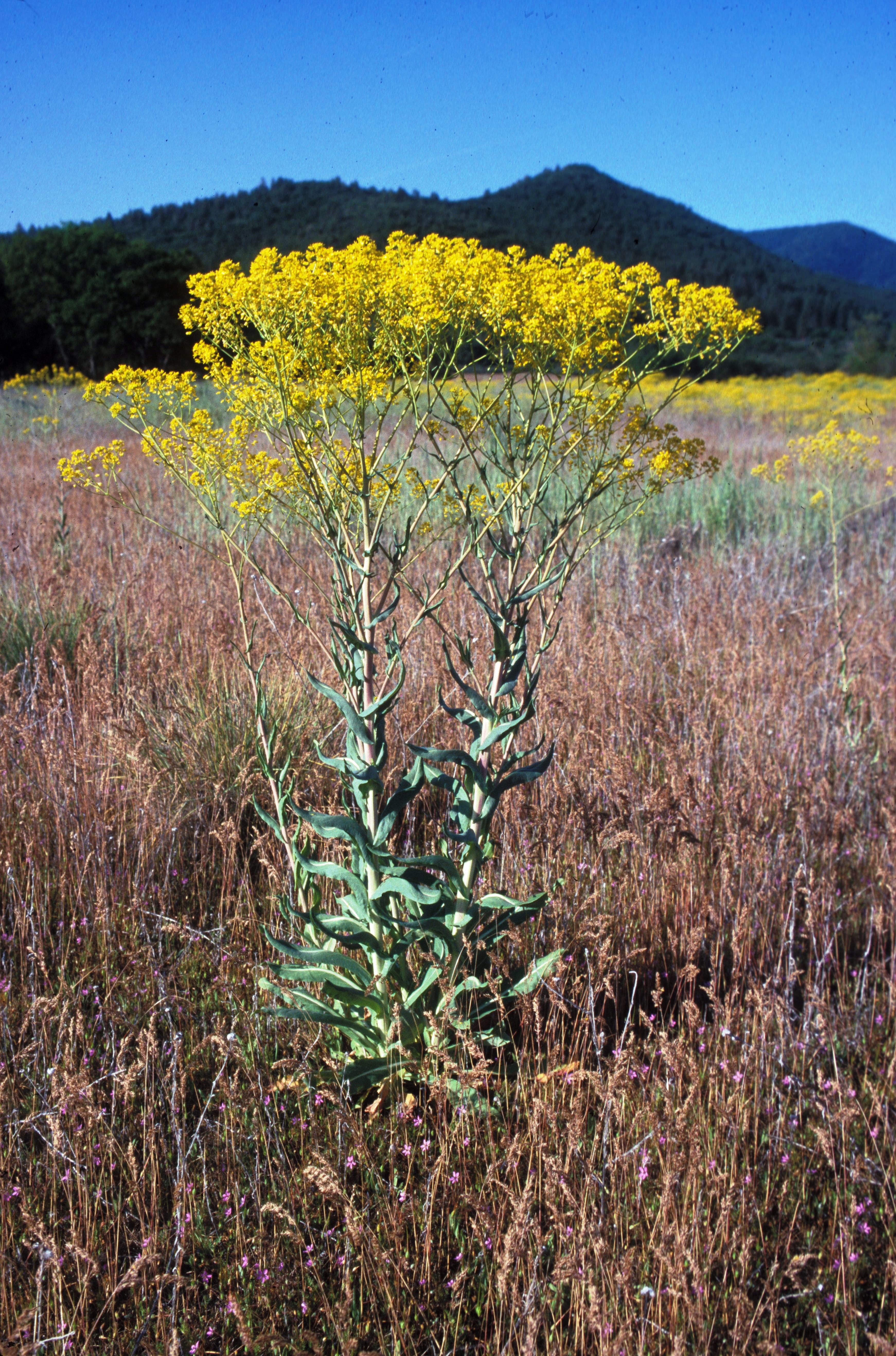 Dyer’s woad plant. Photo by Steve Orloff.