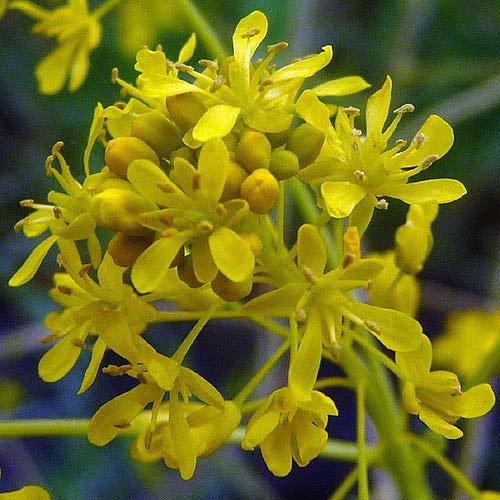 Close up of dyer’s woad flower cluster.