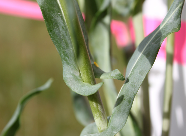 Close up of dyer’s woad leaf connection to stem.