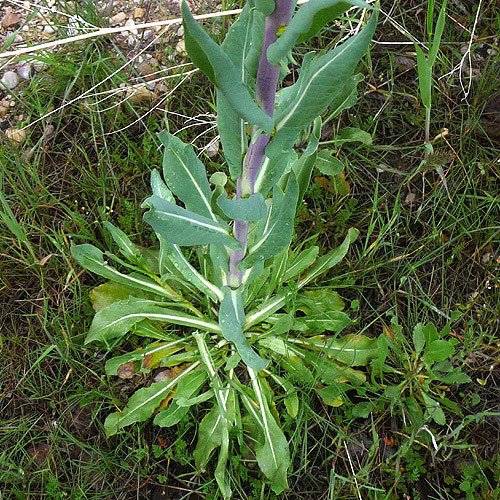 Dyer’s woad leaves and stalk.