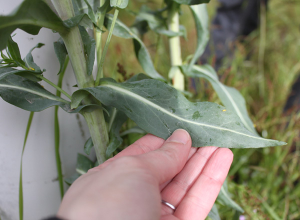 Close up of dyer’s woad top of leaf.