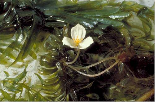 White flower with 3 petals and yellow center sticking out of wet plants on a stalk