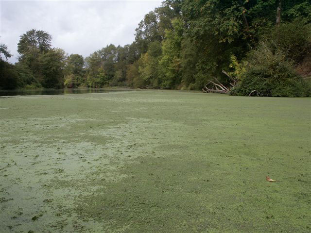 wide angle photo of lake that appears green and textured