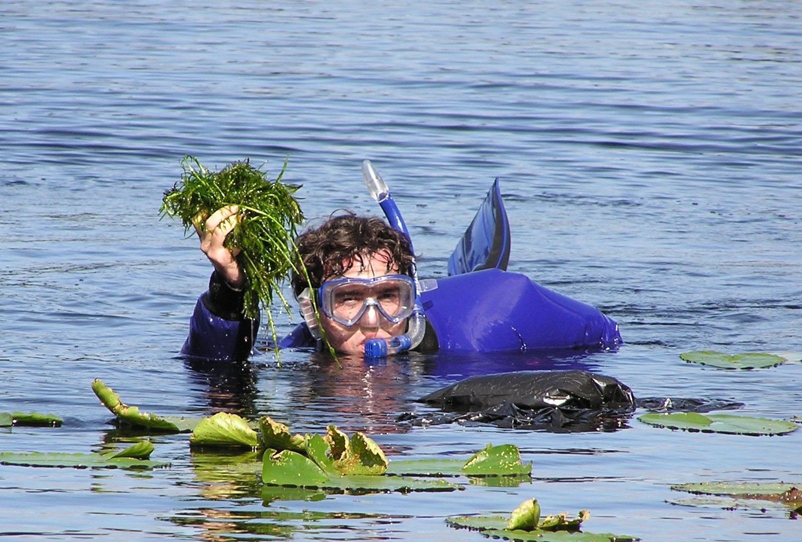 diver wearing mask and snorkel with head and 1 hand above water holding a cluster of green plants