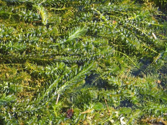 dense mat of tangled egeria plants just below water surface take up entire photo view