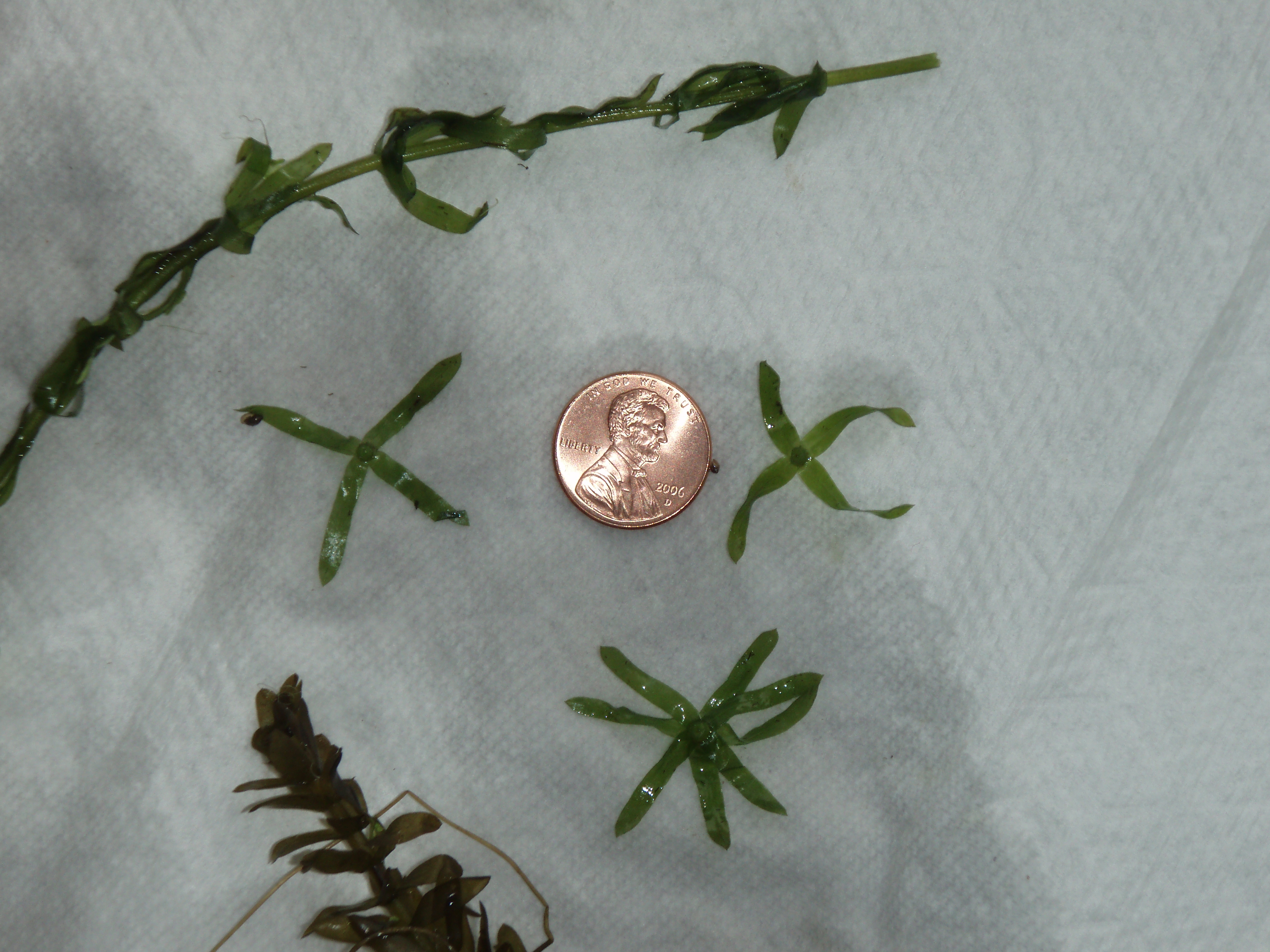 penny in center for scale, 3 cut sections of egeria each a bit larger than the penny from end to end, 2 showing 4 narrow leaflets in a cross shape on each, 1 showing 8 leaflets
