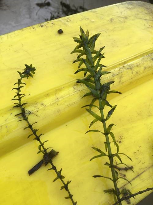 2 similar looking leafy stalks side by side. Left (elodea canadensis) is notably smaller and darker, right (egeria) is larger with more obvious leaflets.