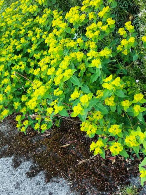 A robust patch of eggleaf spurge in a garden