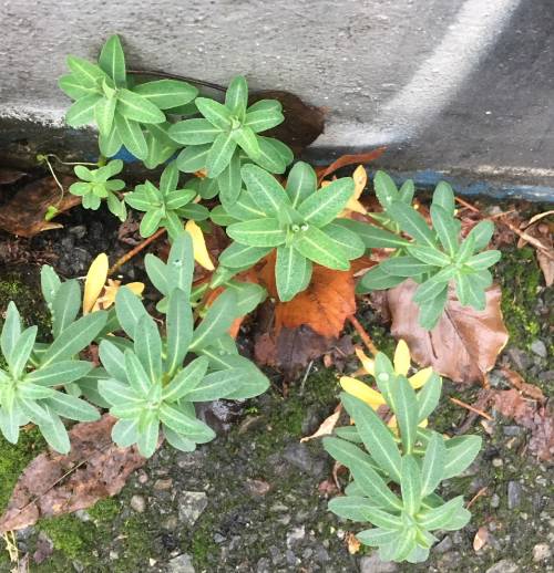 young eggleaf spurge growing alongside a wall. The leaves are long ovals with a distinct midvein.