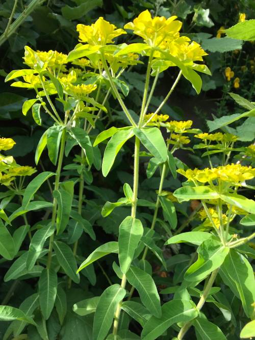 eggleaf spurge from the side, the mature leaves are pointed and grow directly from the main stem. the flowers are a slighter shade of green compared to the leaves and stem