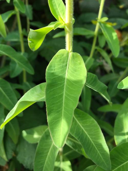 pointed green leaf with distinct midvein and veins