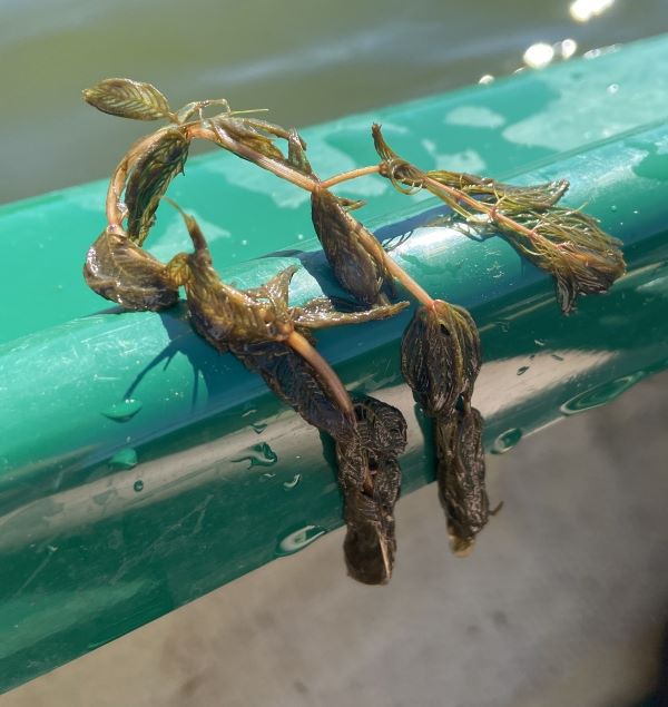 palm length branching plant laying on edge of paddle, leaves are collapsed and limp