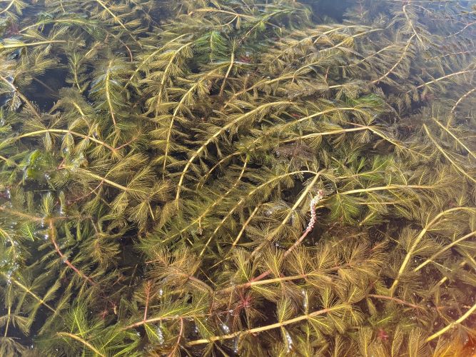 dense tangled patch of plants floating close to surface of water