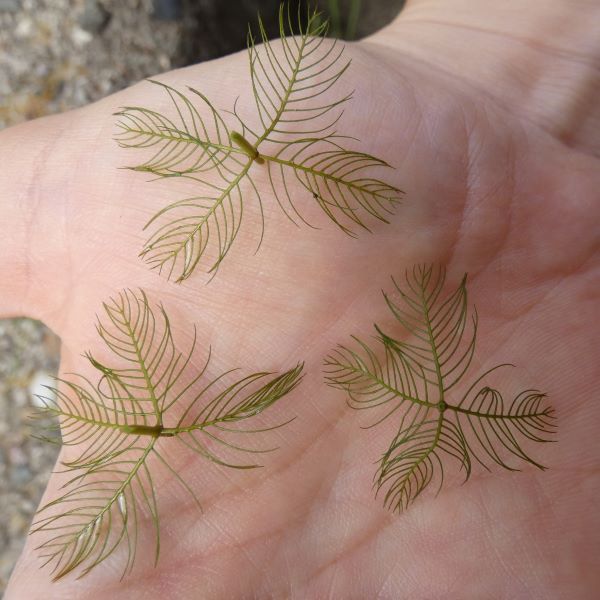 cut plant showing 4 leaves that whorl around stem, each leaf is feathery