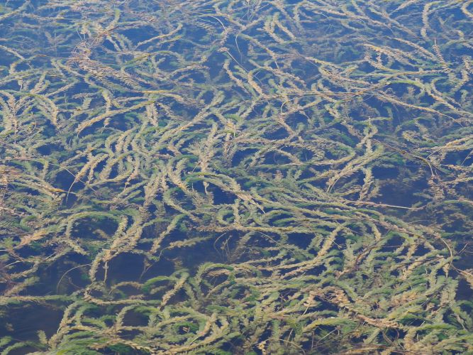 a lot of thin snake like plants below water surface