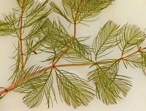 reddish stem branches out twice, 7 sets of 4 feathery leaves within frame