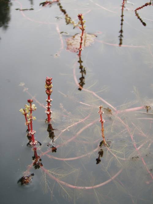 reddish flower stalks stick out of water, submerged plant parts visible below