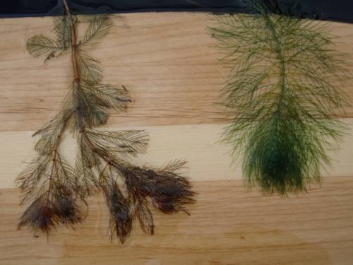 two plants, left is darker and branches more, right is green and single stalk. both grow more dense in feathery leaves closer to the tips.