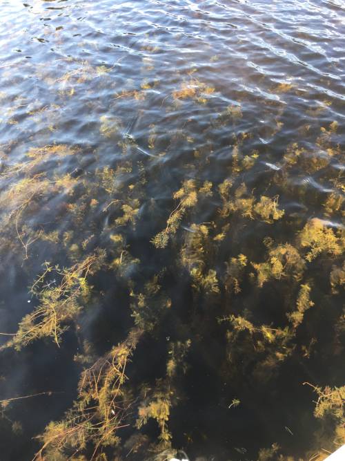 dark water shows depth of lake that plants must be rooted in, tops of plants semi visible