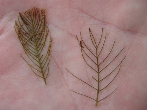 side by side feathery leaves. relatively the same size, but left side has 33 leaflets that alternate along the center line, on right there are 16 total leaflets that grow opposite of each other along the center line.
