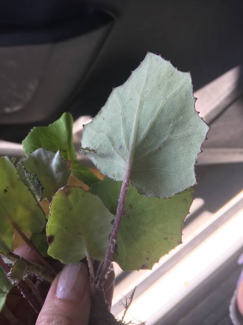 The bottom side of European coltsfoot leaves.