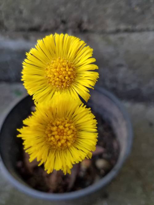 European coltsfoot flowers.