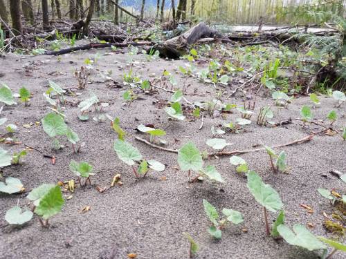 European coltsfoot near a river.