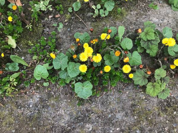 European coltsfoot in flower.