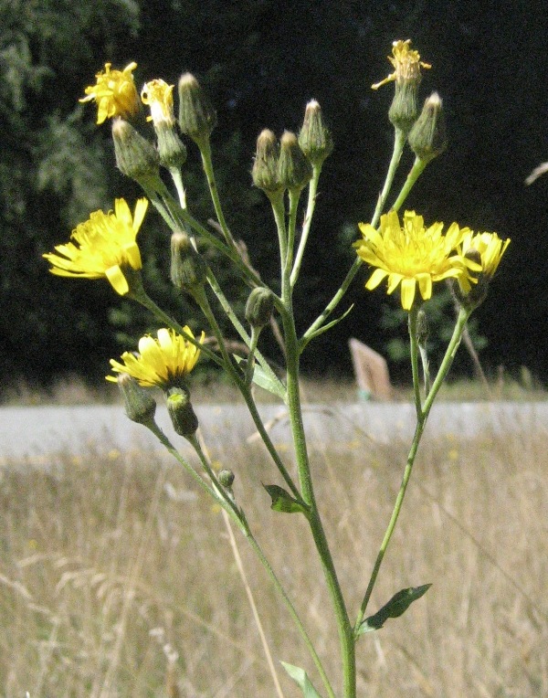 European hawkweed flowers.