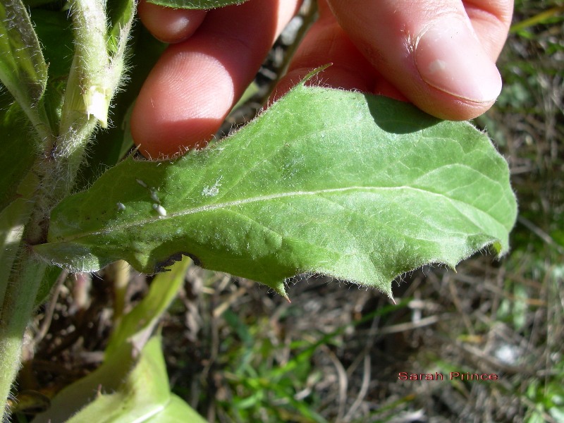 European hawkweed leaf. Photo by Sarah Prince.