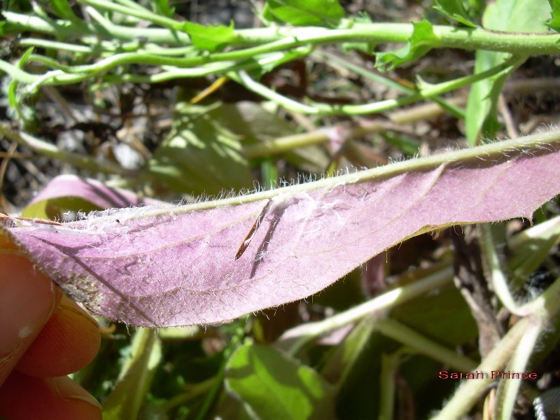 European hawkweed leaf underside. Photo by Sarah Prince.