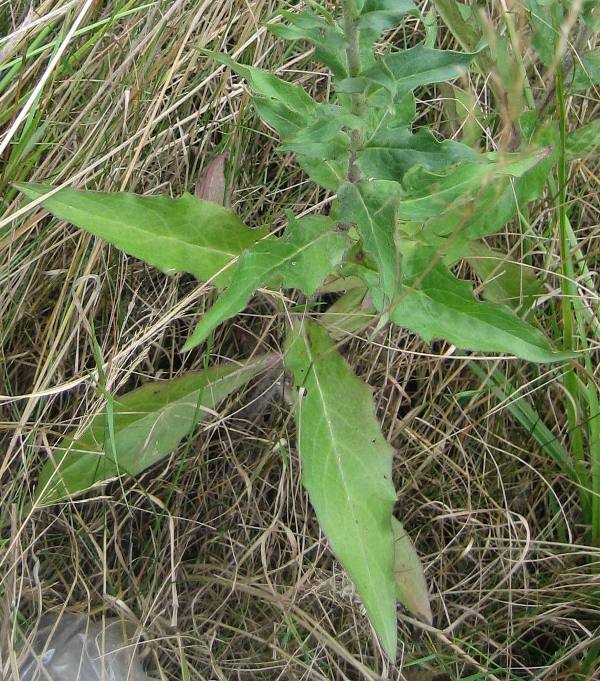 European hawkweed lower leaves. Photo by Sarah Prince.