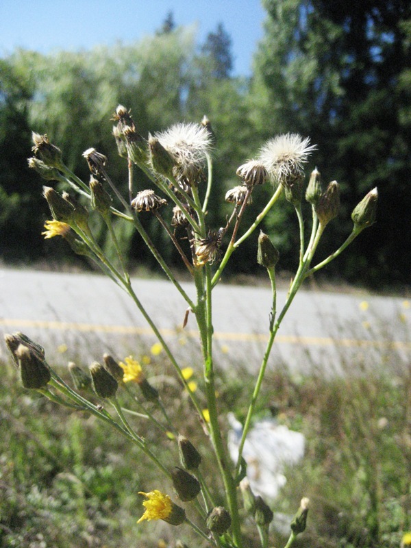 European hawkweed seeding.