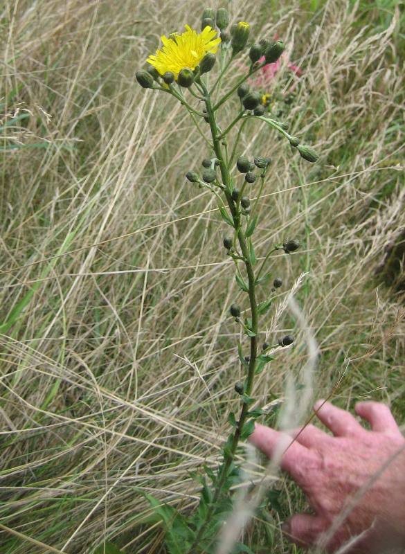 European hawkweed flower buds.