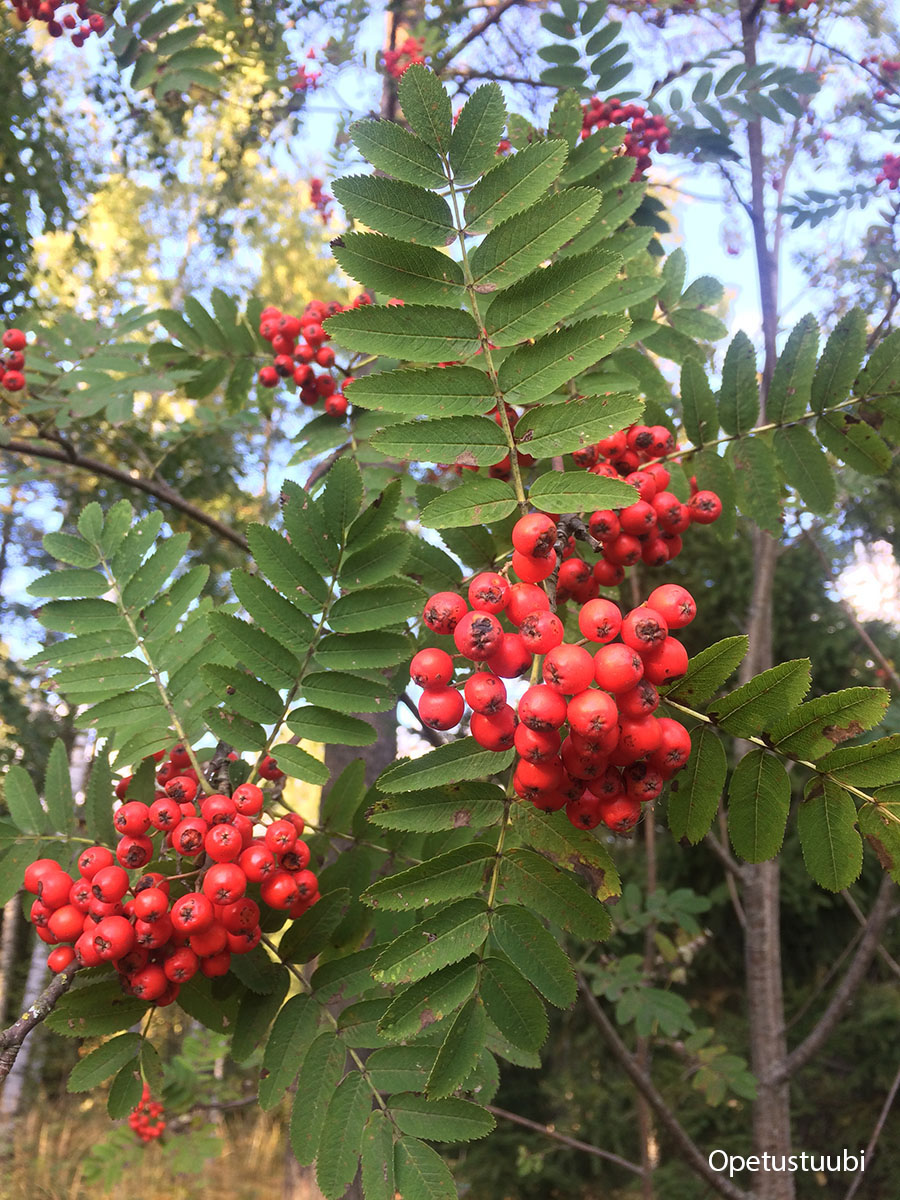 A couple of bunches of round red berries are set in the middle of green ash leaves. There are three or more leaves emerging from behind each bunch of berries, and each leaf has several leaflets along a central stem. The leaflets are in pairs opposite each other along the stem, ending in a single leaflet at the tip of the leaf. Each leaflet is shaped like an elongated oval with pointed serrations around the edges.
