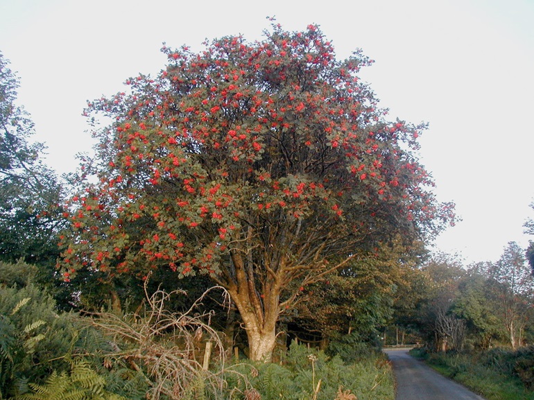 A tree about 25 feet tall with a light grey trunk and symmetrical canopy is growing along a fence line beside a road. The main trunk becomes multibranched about 3 feet up. Among the green foliage are numerous red bunches throughout the tree.