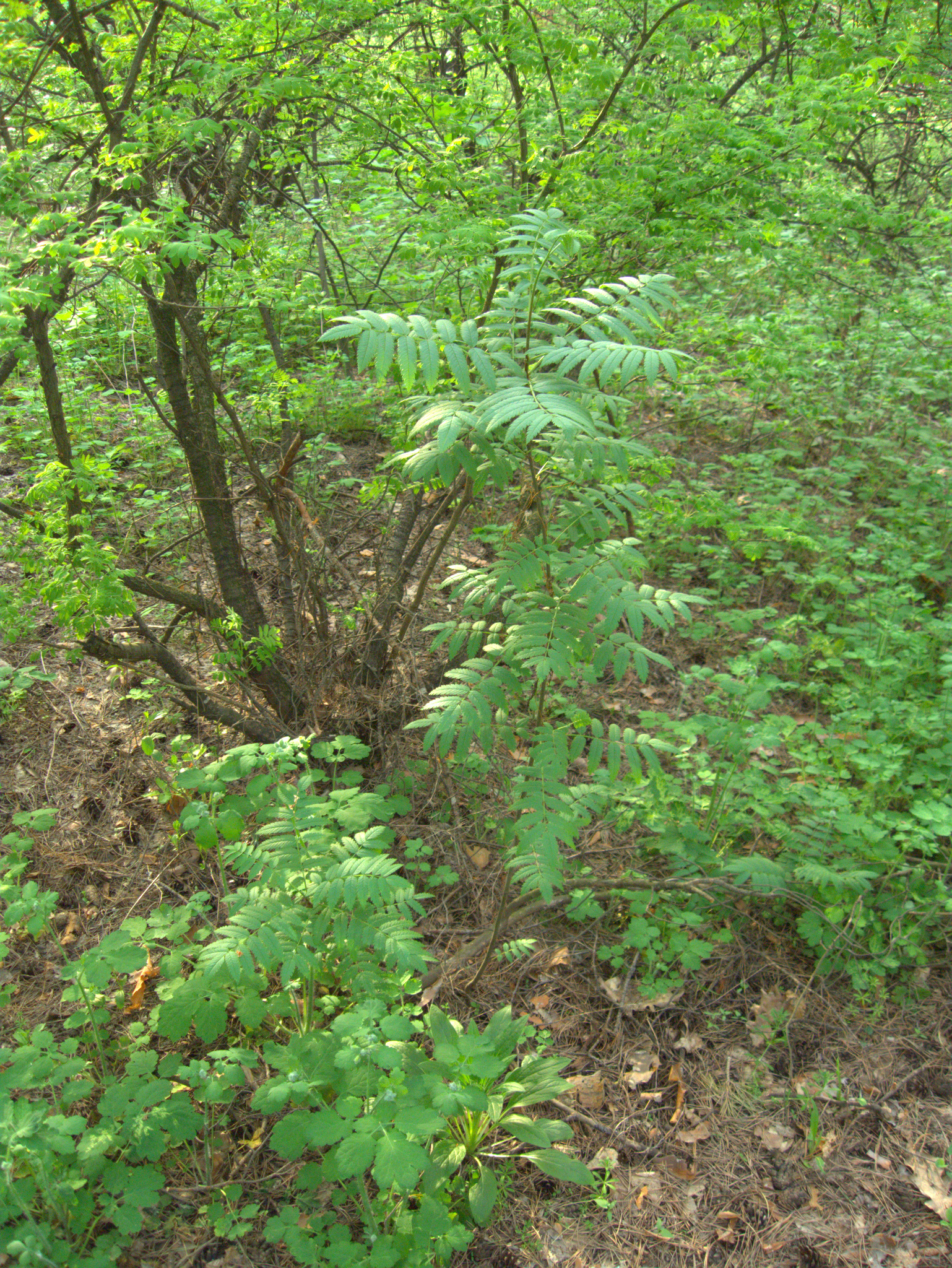 Two young European mountain-ash are growing in a mostly shaded area alongside larger shrubs and shorter ground covers.