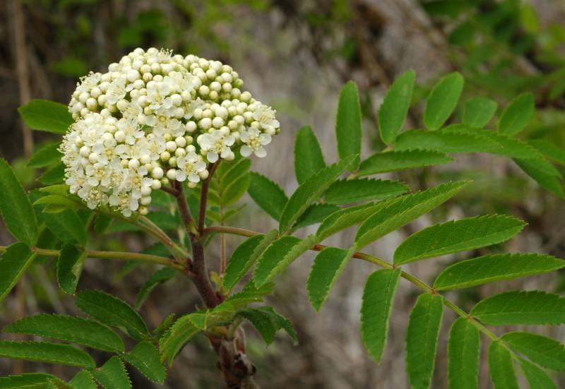Growing at the end of a branch is a cluster of many white flowers, collectively about the size of a baseball. Four or more compound leaves are present lower on the branch beneath the flower head. Some of the flowers are blooming with 5 round petals, while other buds remain closed.